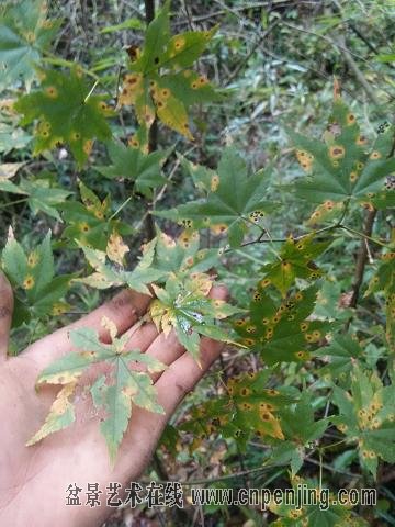 七角枫下山桩根宽42根高34根上粗7