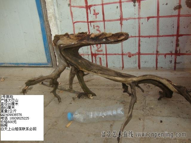 DSC06484.JPG