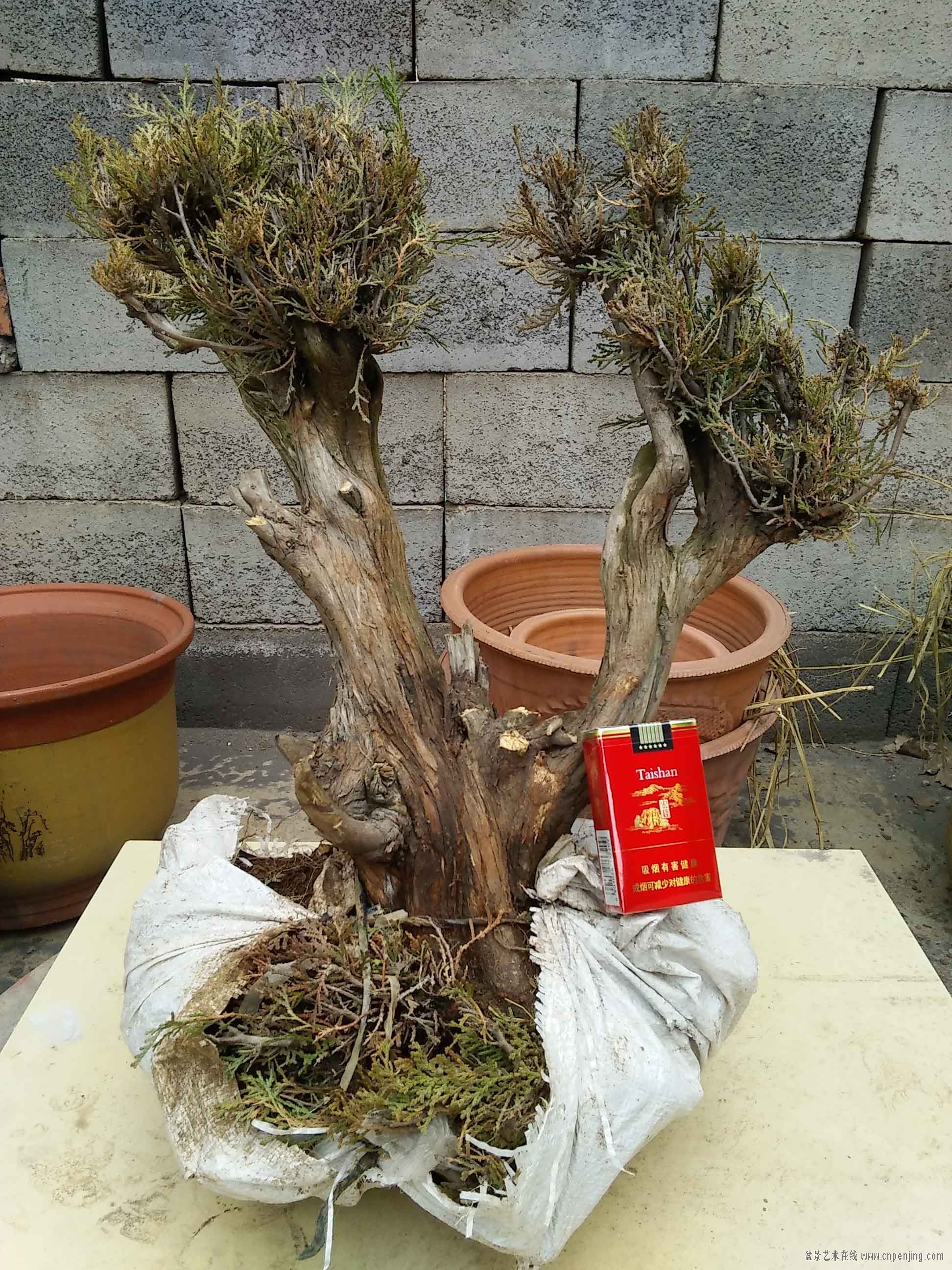 花果精品侧柏老桩限时抢购