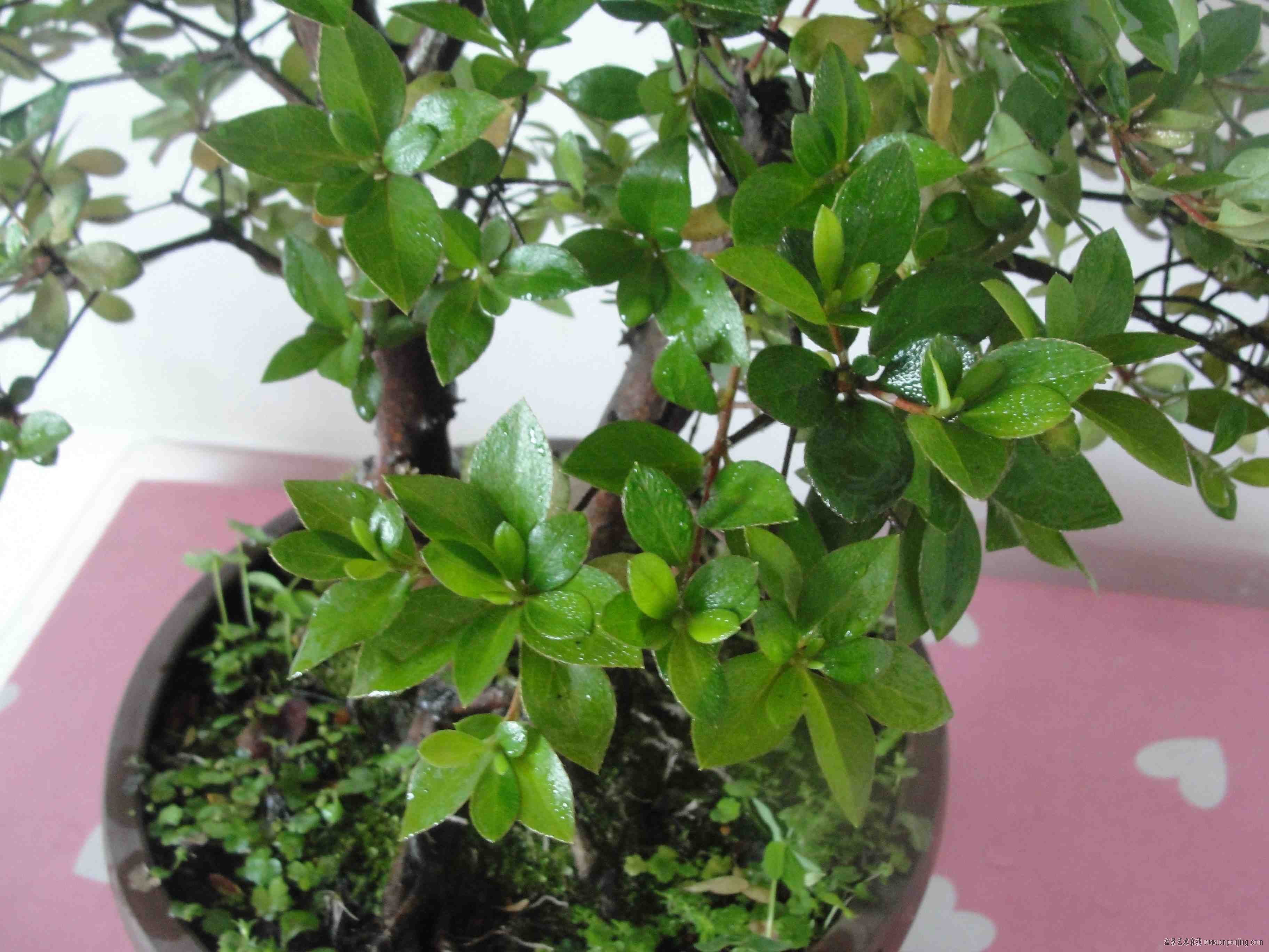 五公分的夏娟350元包邮了电话18944908886