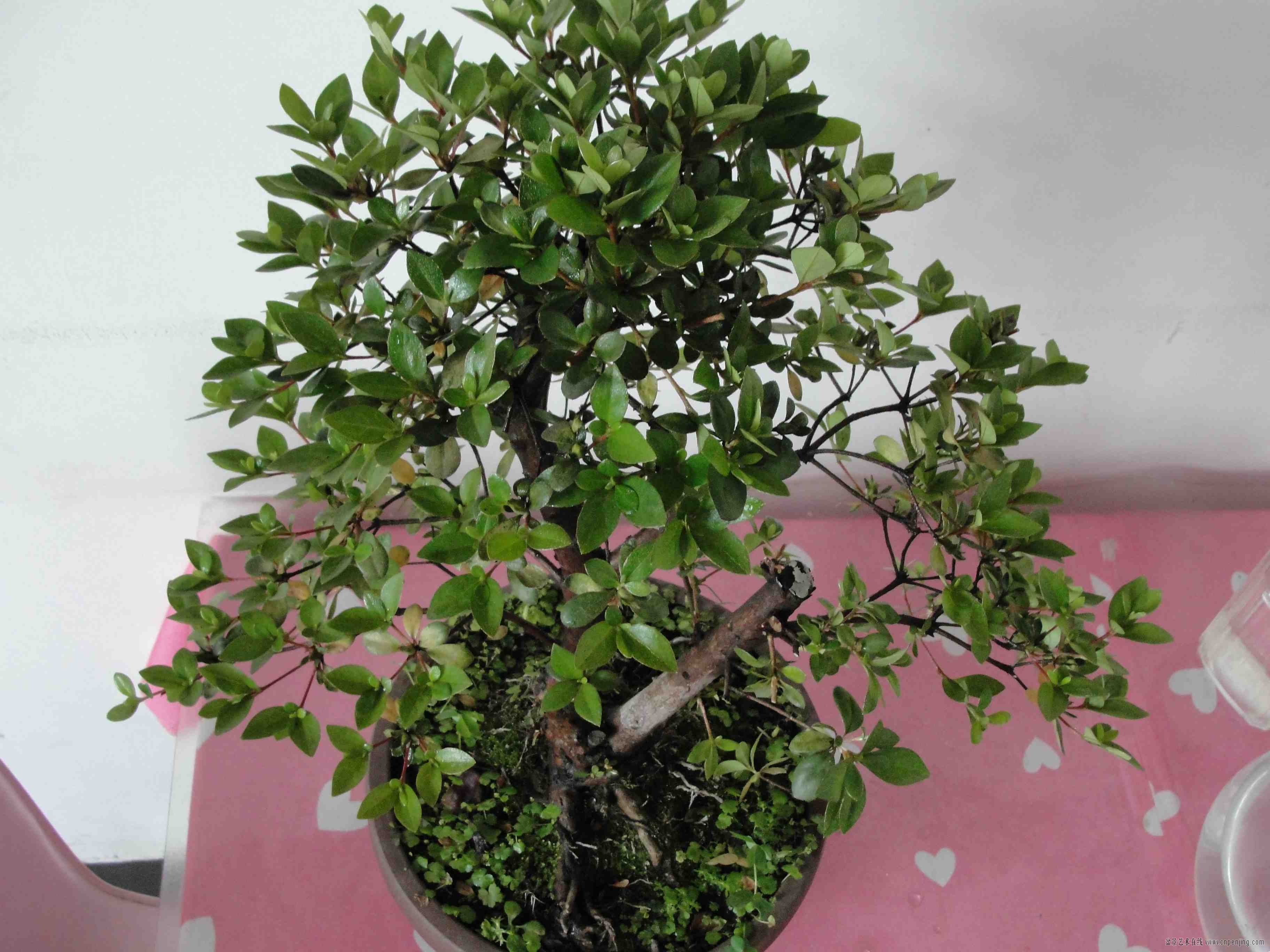 五公分的夏娟350元包邮了电话18944908886