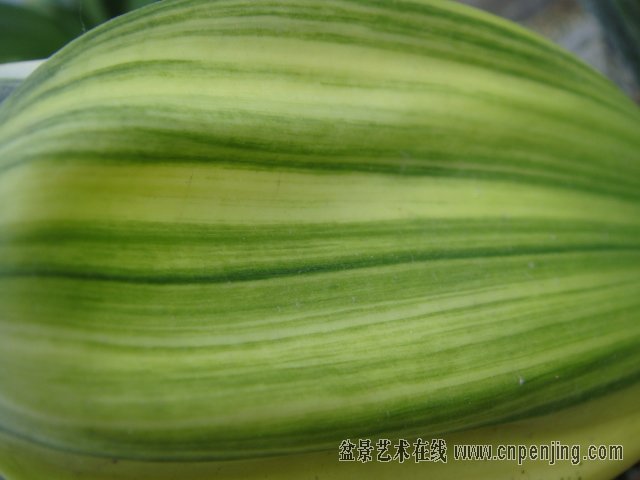 DSC05337.JPG