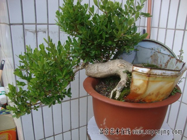 小品白皮黄杨坯才