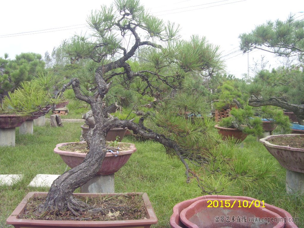 ST831822.JPG