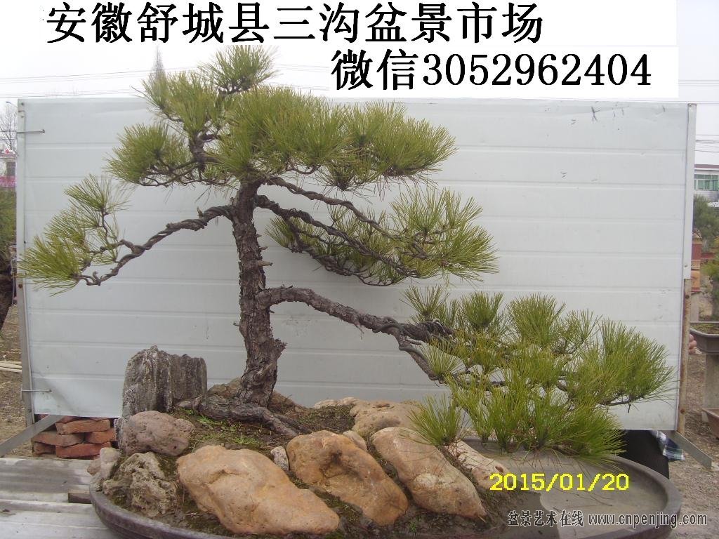 ST831720.JPG