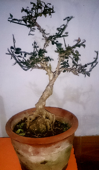 花果出售两棵黄城景辉虎蹄春