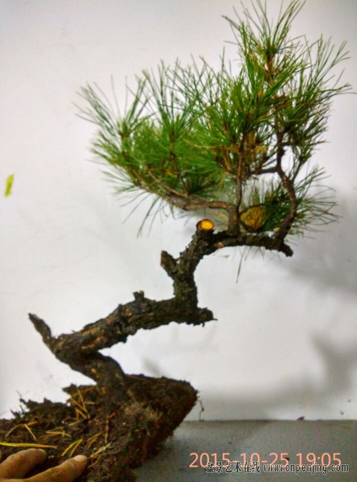 盆景艺术在线-iiiiiiiiiiiiiiiiiiiiiiiiiiiiiiiii下山老赤松 十月