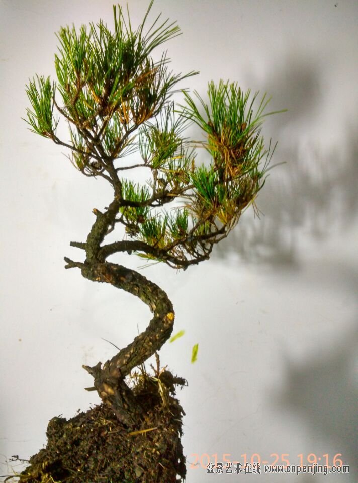 盆景艺术在线-iiiiiiiiiiiiiiiiiiiiiiiiiiiiiiiii下山老赤松 十月