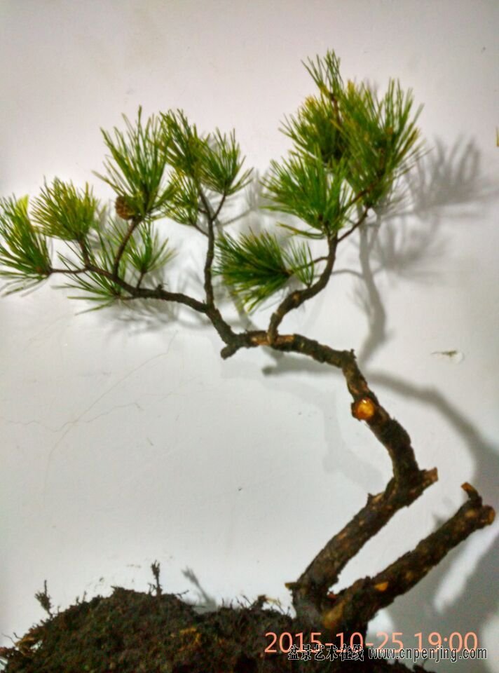 盆景艺术在线-iiiiiiiiiiiiiiiiiiiiiiiiiiiiiiiii下山老赤松 十月