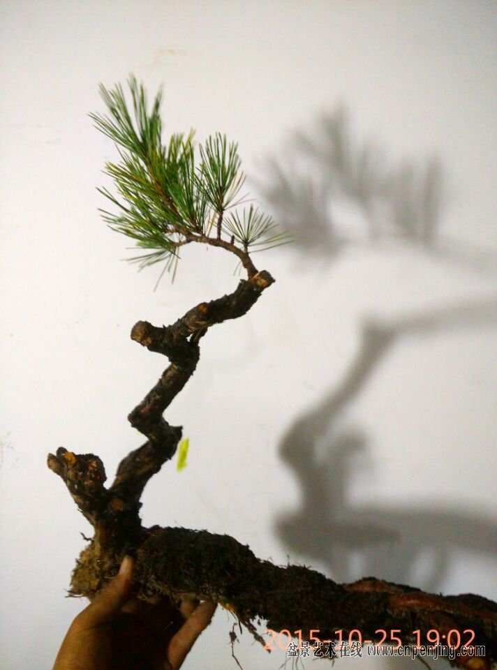 盆景艺术在线-iiiiiiiiiiiiiiiiiiiiiiiiiiiiiiiii下山老赤松 十月