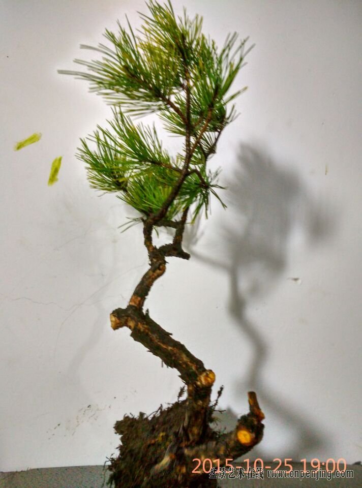 盆景艺术在线-iiiiiiiiiiiiiiiiiiiiiiiiiiiiiiiii下山老赤松 十月