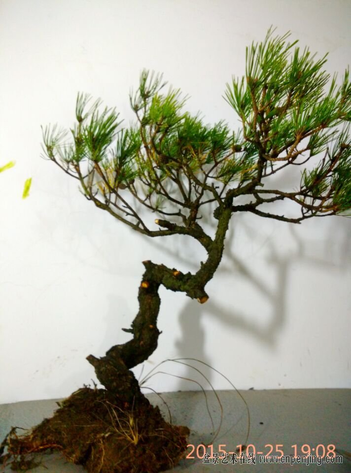 盆景艺术在线-iiiiiiiiiiiiiiiiiiiiiiiiiiiiiiiii下山老赤松 十月