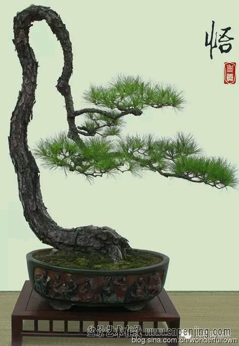 郑永泰盆景欣赏