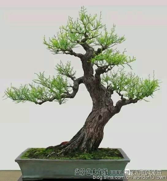 郑永泰盆景欣赏