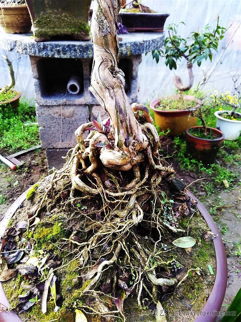 红花金银花 大根艺