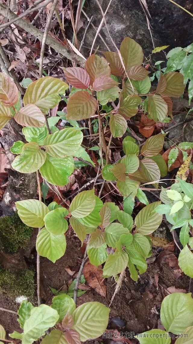 3月17号黑骨茶黑檀络石罕见红叶品种新鲜下山桩材