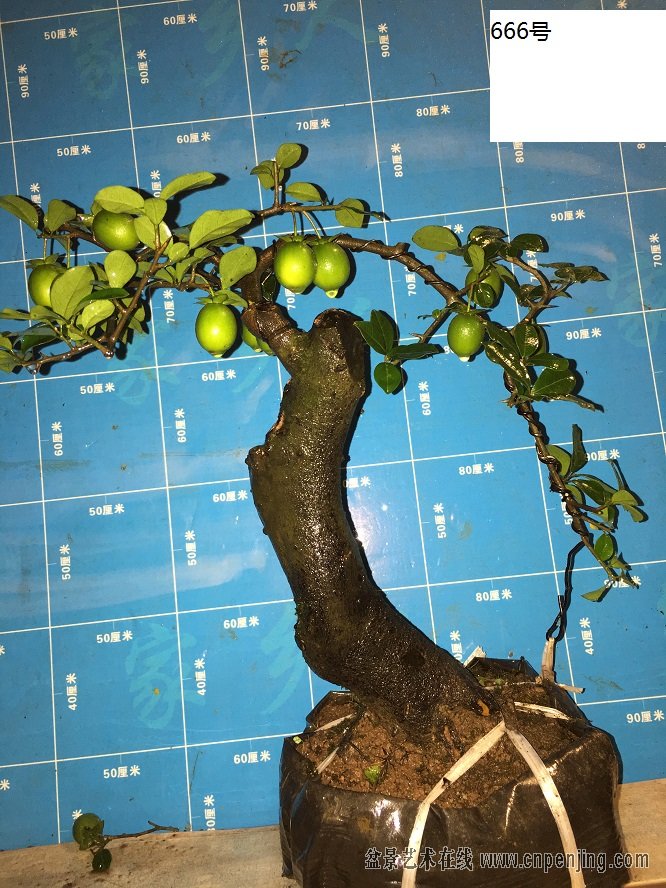 盆景艺术在线-8.30明价出售金弹子! - powered by discuz!