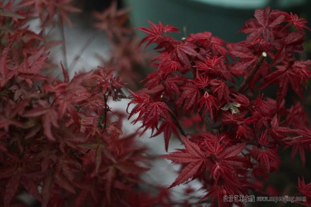 进口日本红枫精品出猩猩小丛林原生丛林高度80公分