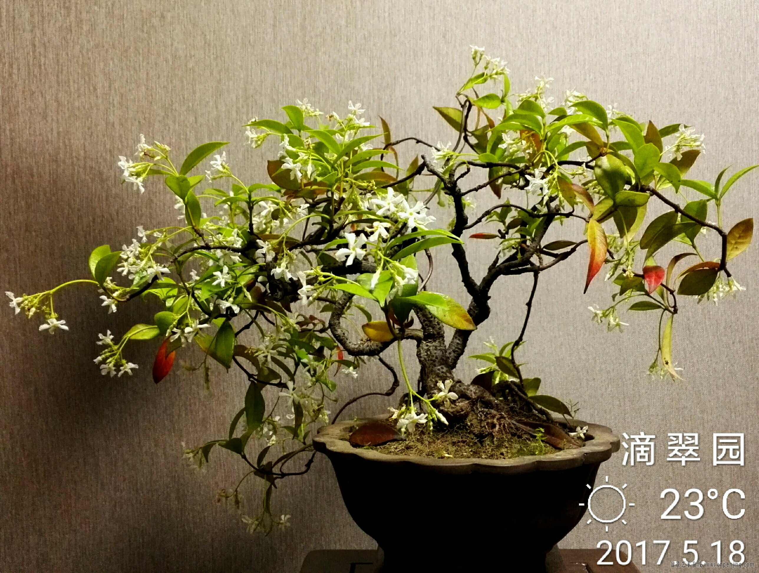 一盆有年功的香花络石香晕了一屋子人