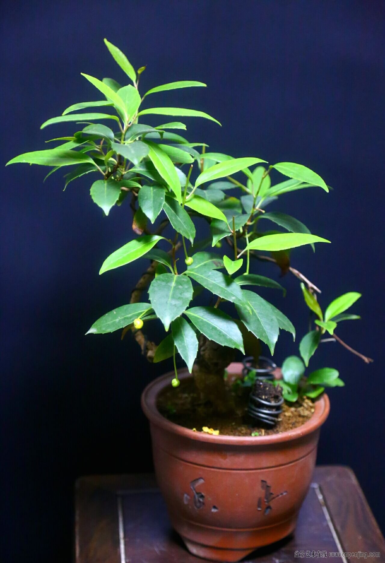 盆景艺术在线-一盆五味子 - powered by discuz!