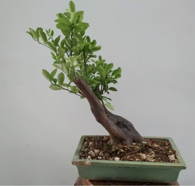 盆景艺术在线-精品未整型的矮霸舍利疙瘩情侣双杆 我爱你手势金豆熟桩