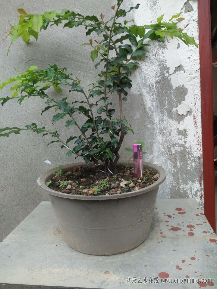 花果一本从林血红果金弹子苗