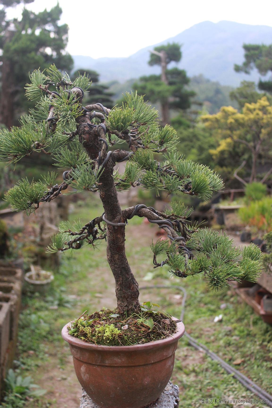 宫岛大阪松二棵高43厘米冠40厘米直径4公分