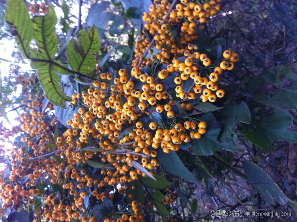 盆景艺术在线-黄果火棘 - powered by discuz!