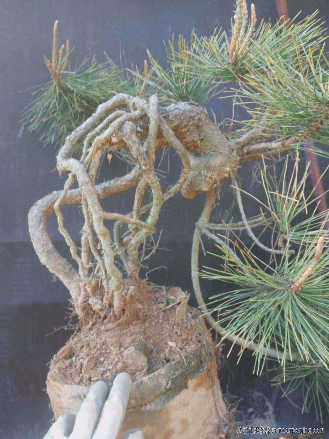 盆景艺术在线-高提根三河黑松,附石黑松 - powered by discuz!