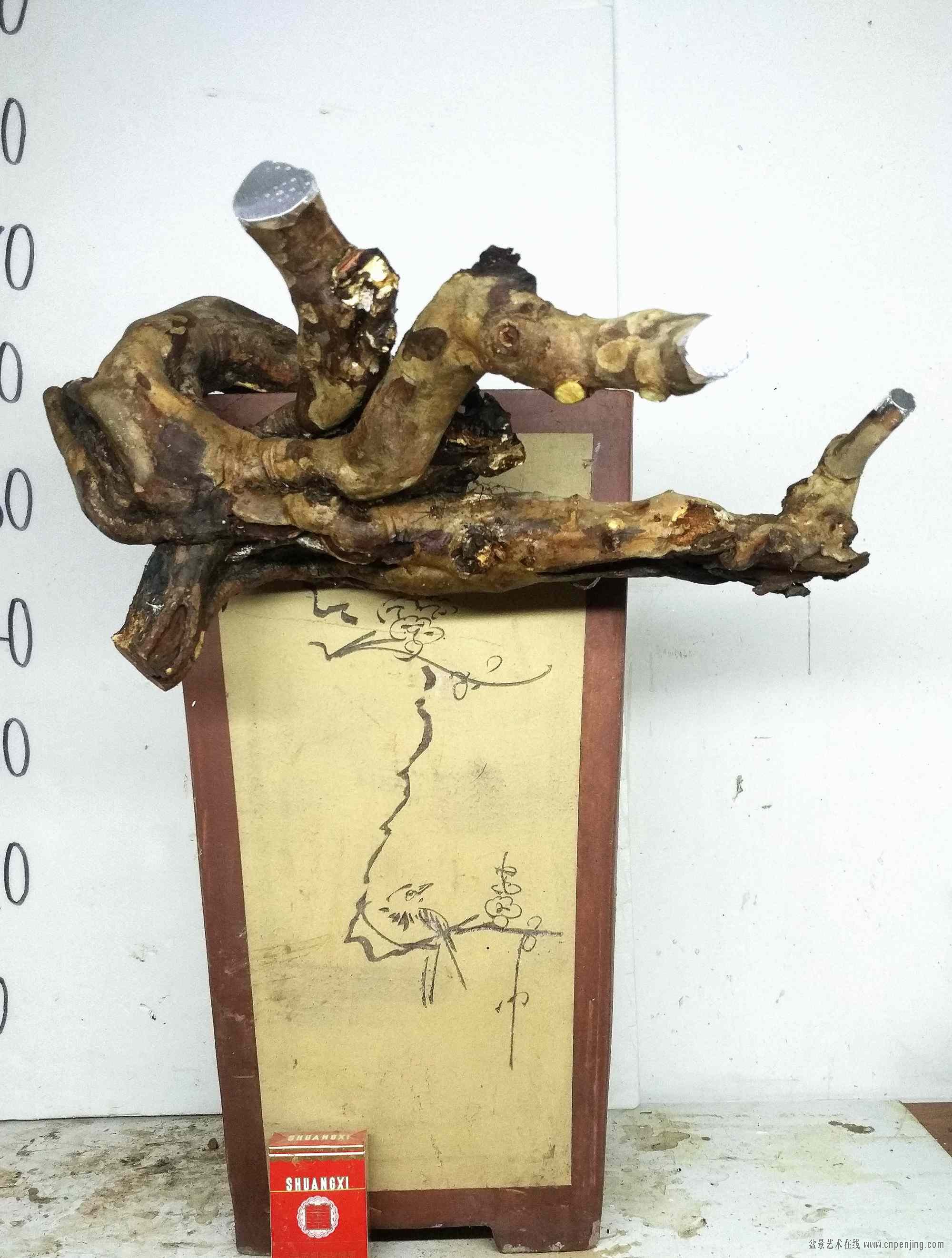 盆景艺术在线-《雀梅》 粗12cm 捞月悬崖矮霸大树多种玩法 价128元