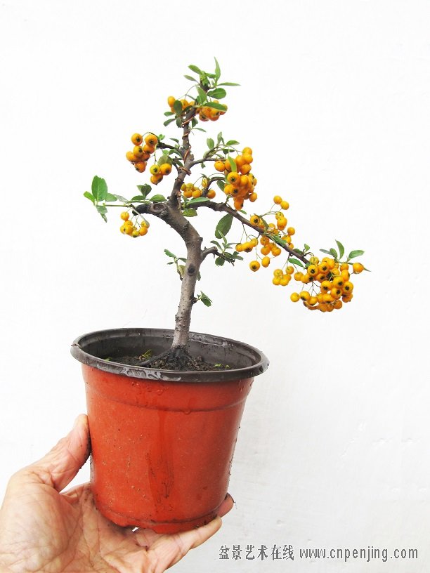 再赏两月后的黄果火棘