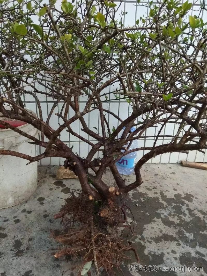 盆景艺术在线-1月28号香花浓子茉莉 - powered by discuz!