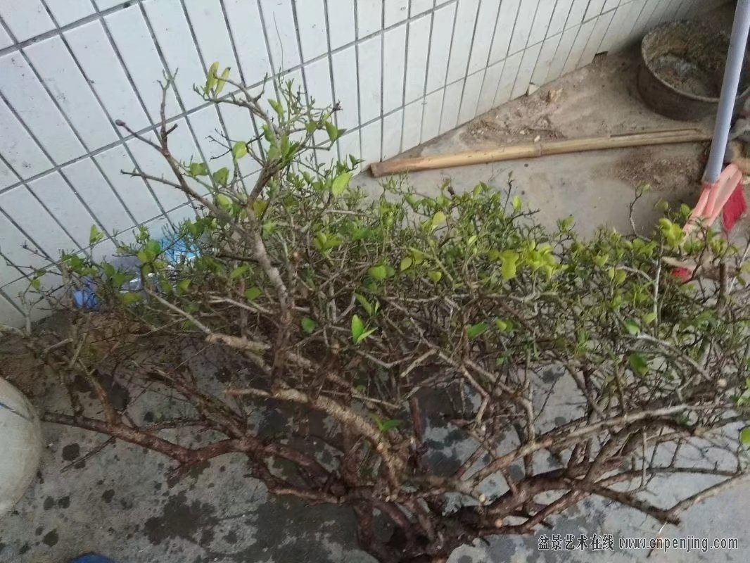 盆景艺术在线-1月28号香花浓子茉莉 - powered by discuz!