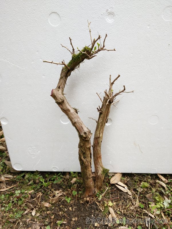 盆景艺术在线-2018年3月4日出售20棵"维生素c之王"刺梨,熟桩, 果子有