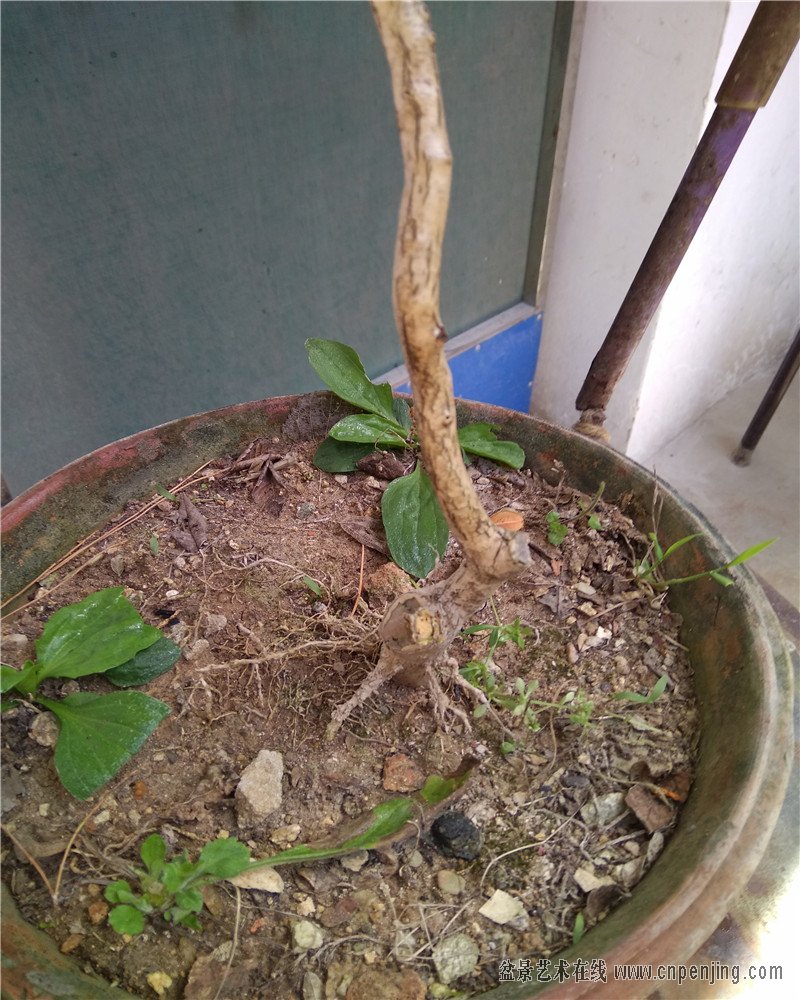 一个阳台疙瘩熟桩黄荆一棵白皮文人黄杨便宜了