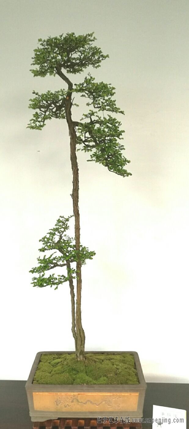 1477474197289047.jpg