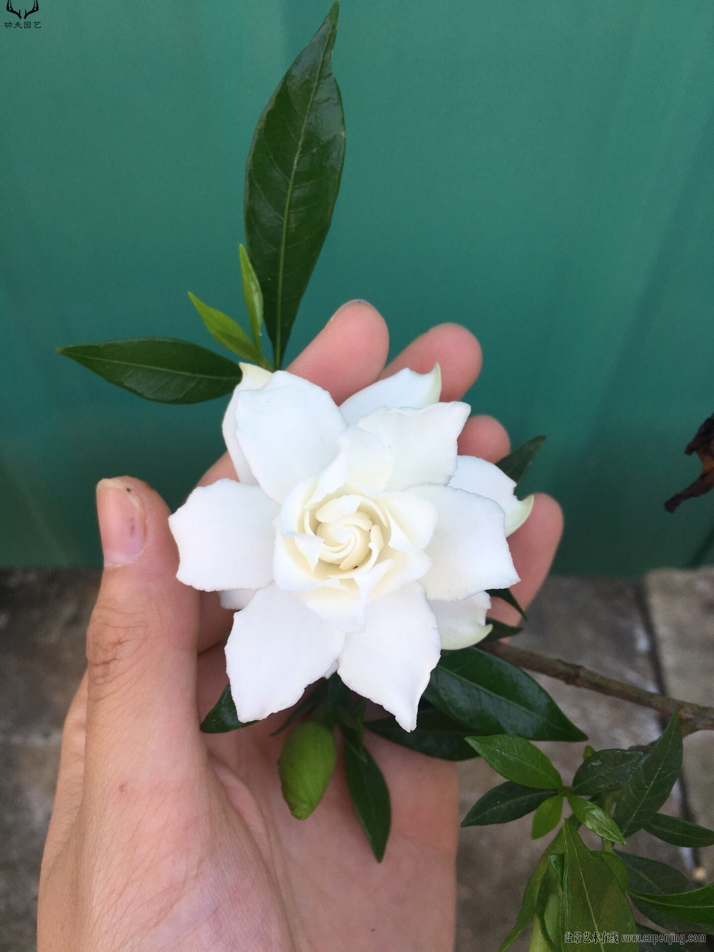 根艺栀子花雀舌重瓣