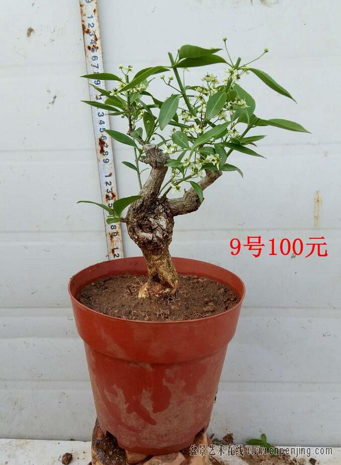 2018528老盆龄的桃叶卫矛老桩硕果累累