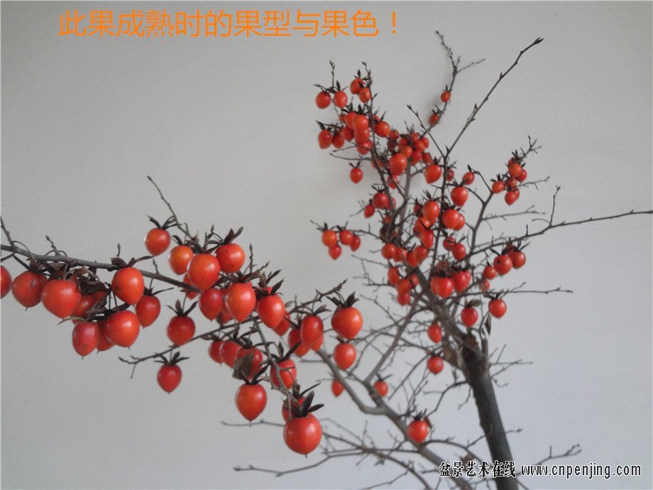 173826x01rei05128cicee.jpg