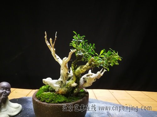 盆景艺术在线-野生黄杨舍利干 - powered by discuz!