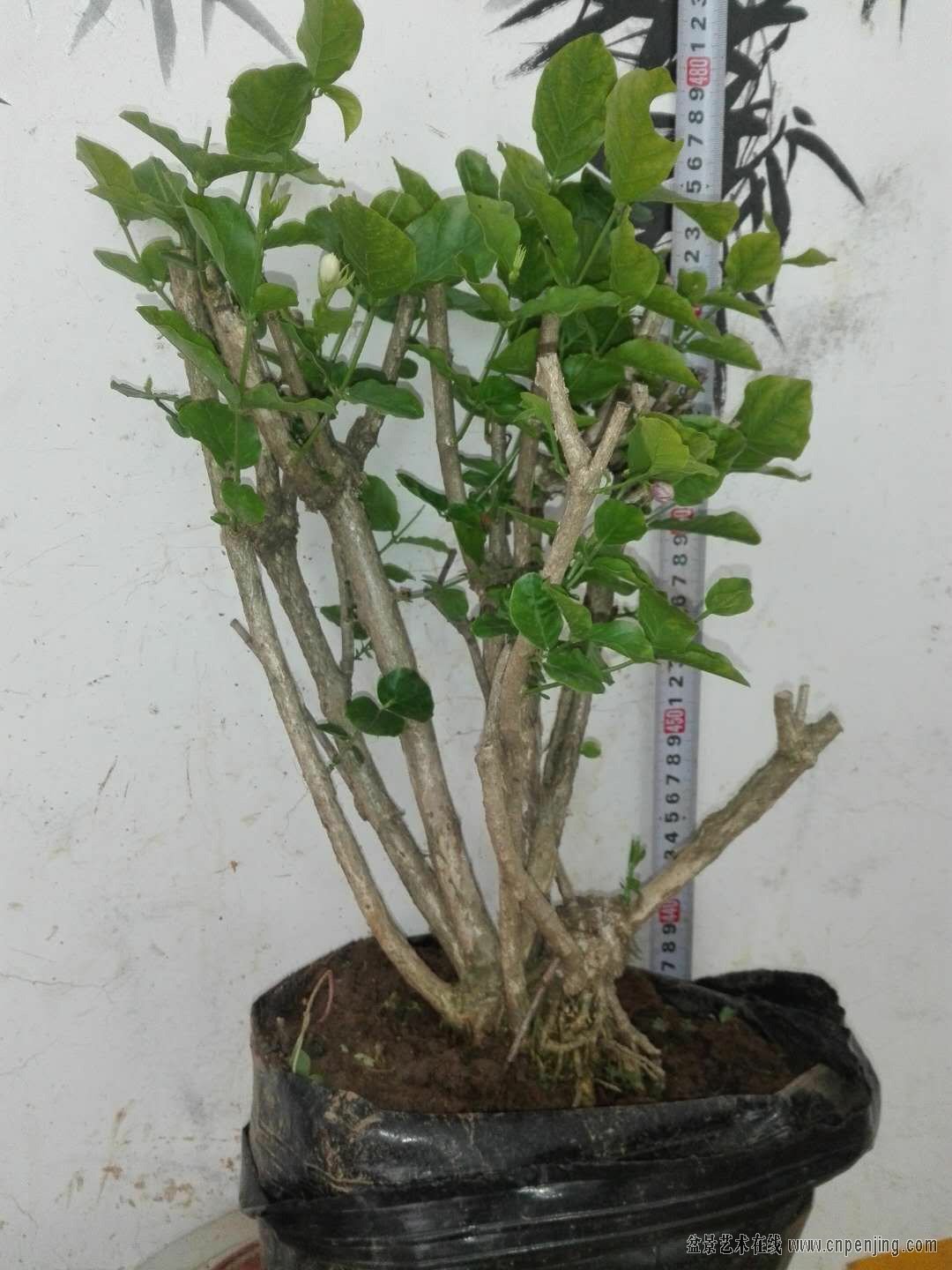 盆景艺术在线-重瓣茉莉花老桩 - powered by discuz!