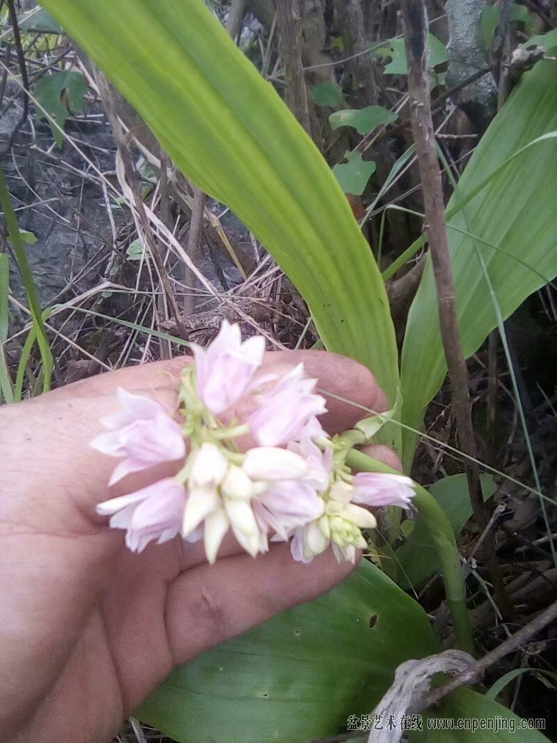 今曰下山依兰香水树白艿40棵明价包邮