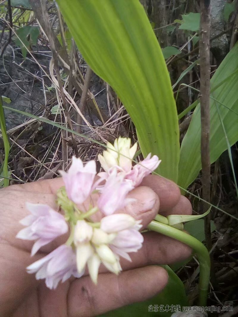 今曰下山依兰香水树白艿40棵明价包邮