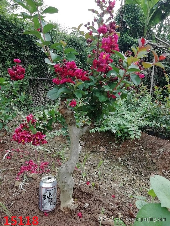 IMG_20180708_143116.jpg