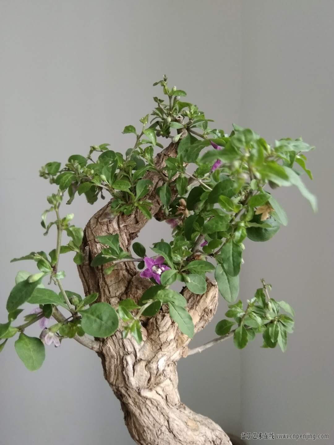 盆景艺术在线-河南野生枸杞老桩,2年熟盆,满树花果 - powered by