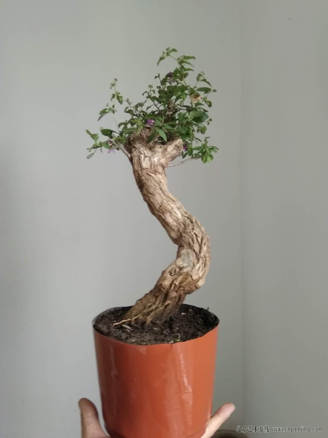 盆景艺术在线-河南野生枸杞老桩,2年熟盆,满树花果 - powered by