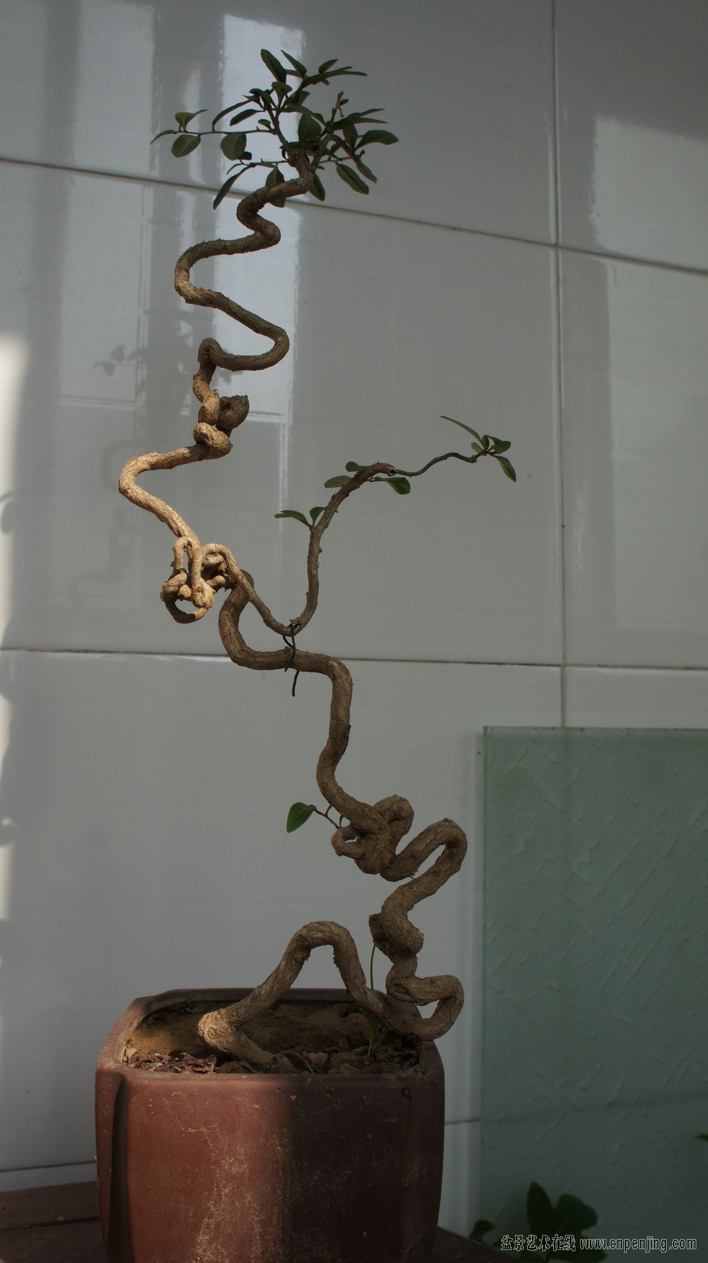 DSC06605.JPG