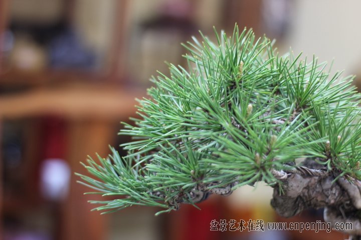 IMG_0153.JPG