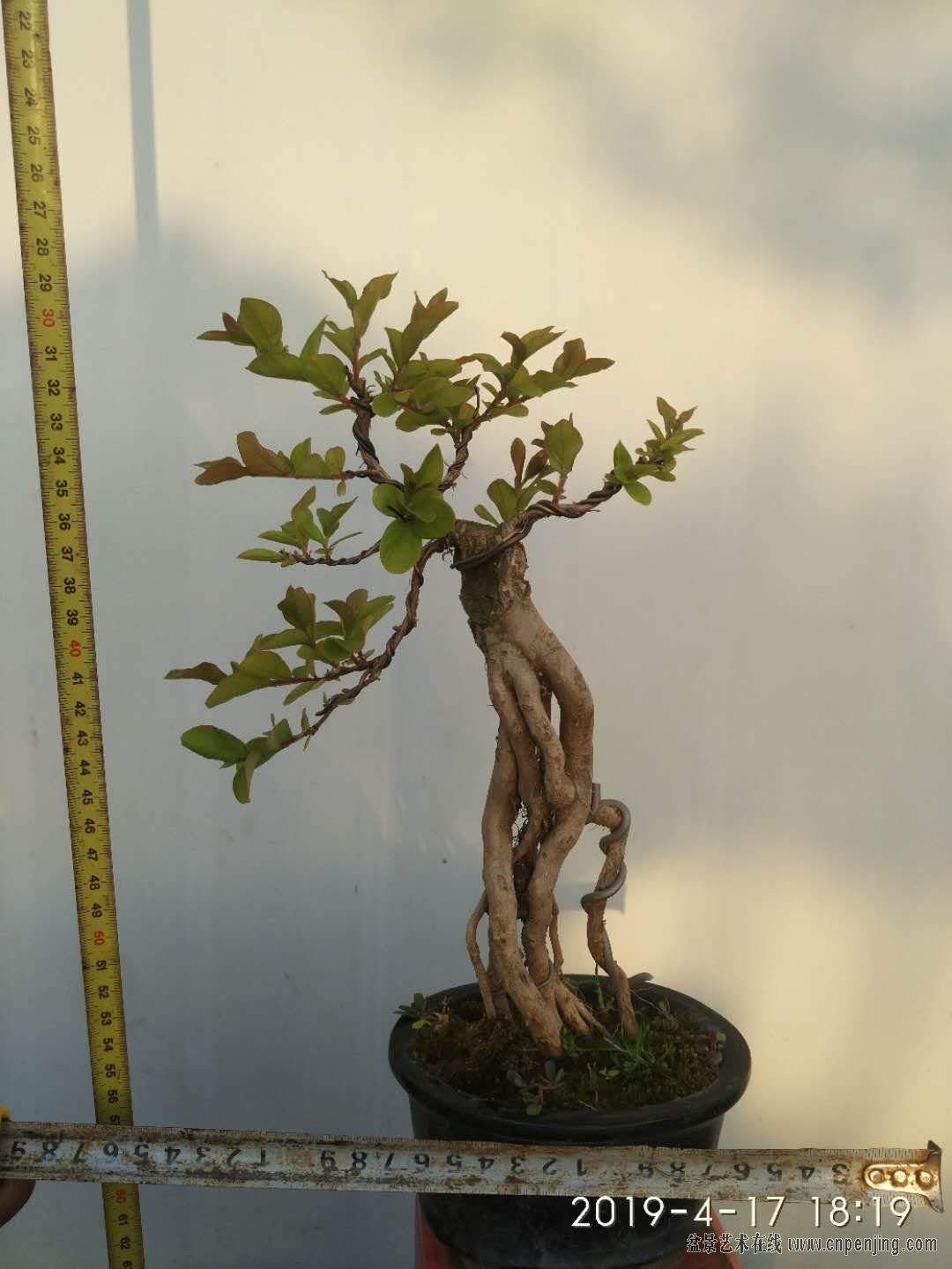 mmexport1555503983008.jpg