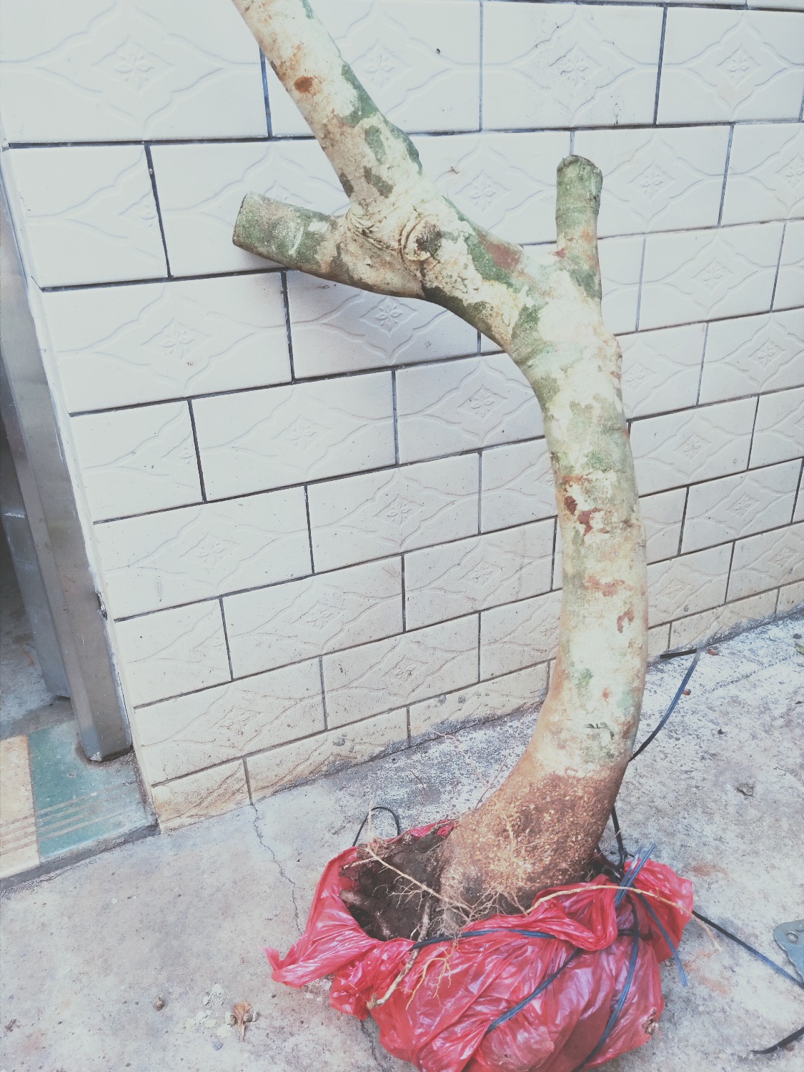 IMG20190419182414.jpg